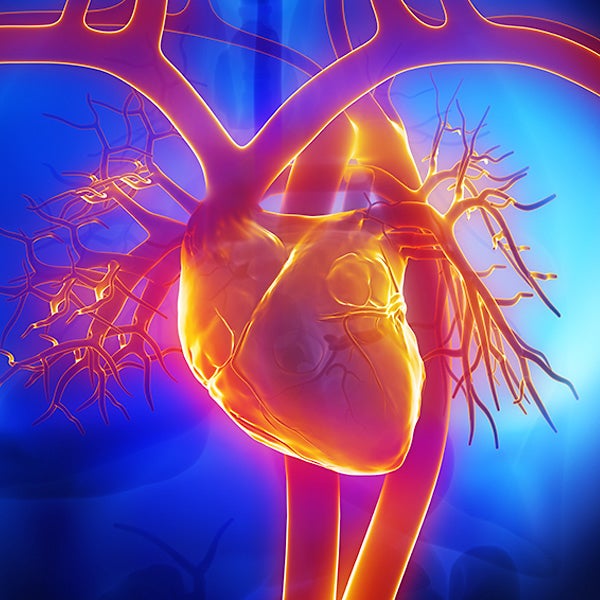 Heart